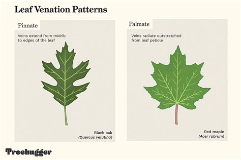 Identify a Tree by Leaf Shape, Margin, and Venation