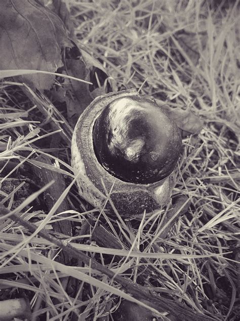 Black and white shot of a conker by my house. | Conkers, Gemstone rings, Witch art