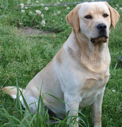 File:Labrador-retriever.jpg - Wikipedia