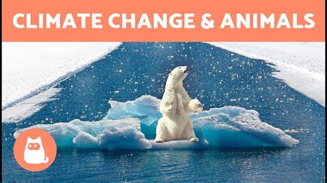 Top 173+ How does climate change affect humans and animals - Merkantilaklubben.org