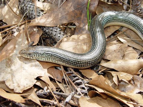 Eastern Glass Lizard - Ophisaurus ventralis | Brad Glorioso’s Personal Website Amphibians and ...