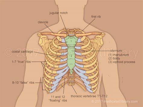 Anatomy Diagram Rib Area : Anatomy Of Ribs Anatomy Drawing Diagram : We hope this picture ...