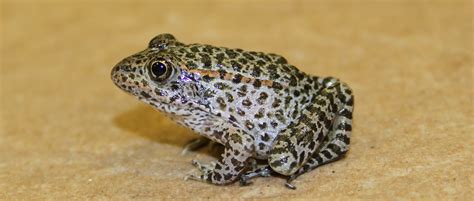 Recovering One of America’s Most Endangered Frogs - The Wildlife Society