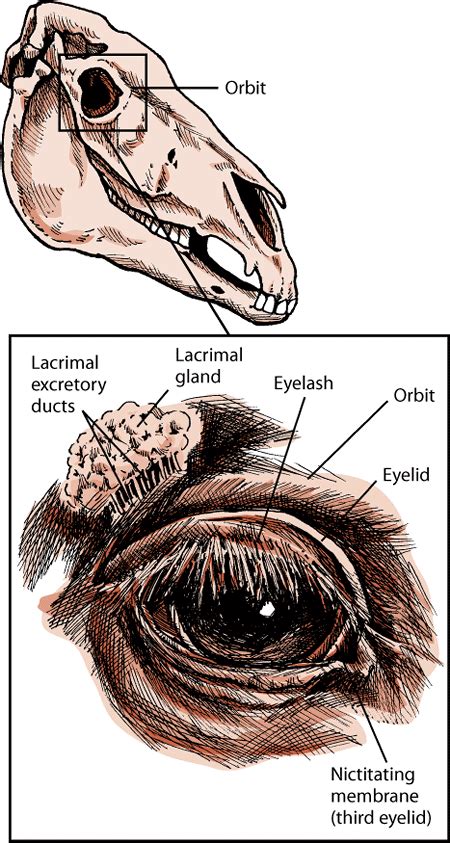 Eye Structure and Function in Horses - Horse Owners - MSD Veterinary Manual