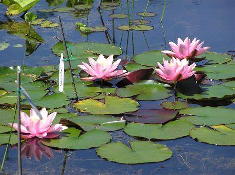 Top ten tips for helping your water lilies to thrive - Merebrook Pond Plants