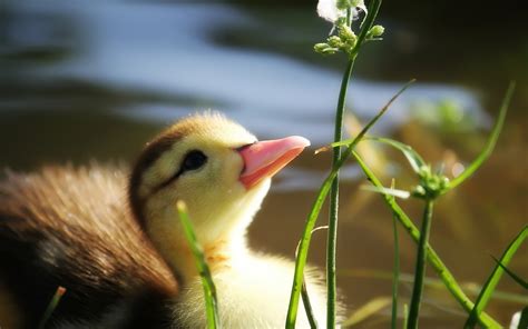 Baby Duck In Grass Wallpapers HD / Desktop and Mobile Backgrounds