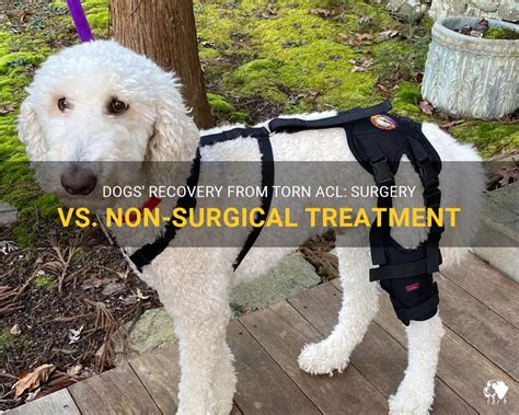 Dogs' Recovery From Torn Acl: Surgery Vs. Non-Surgical Treatment | PetShun