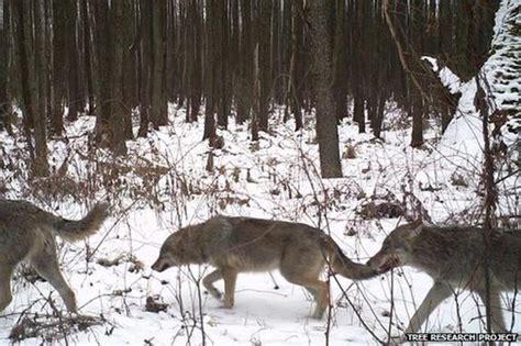 Wildlife is thriving at Chernobyl