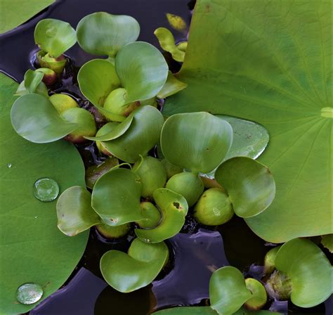 Amazon.com : 1 LIVE Violet Purple Water Hyacinth Floating Koi Pond Plant water filtering ...