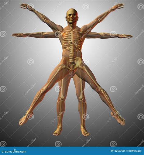 Anatomical vitruvian man stock illustration. Illustration of knowledge - 133597556