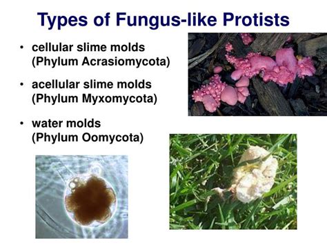 PPT - The Fungus-like Protists PowerPoint Presentation - ID:4199628