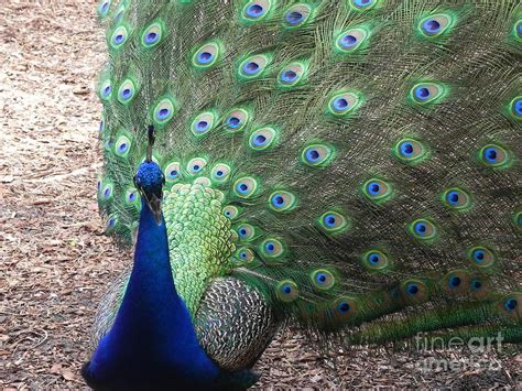 Peacock Up Close Photograph by Chrisann Ellis - Fine Art America