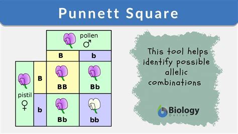 Punnett Square Template