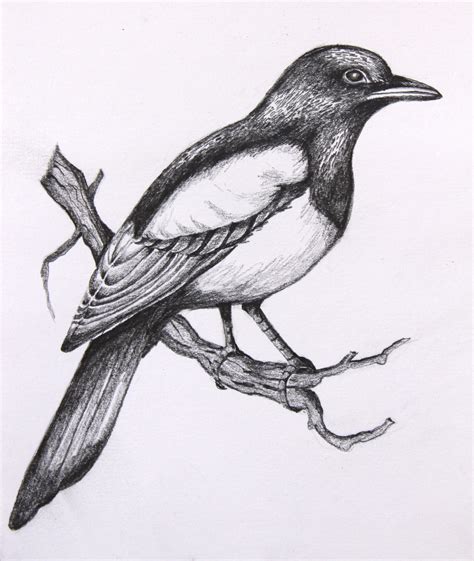 Pencil Sketches Of Birds at PaintingValley.com | Explore collection of Pencil Sketches Of Birds