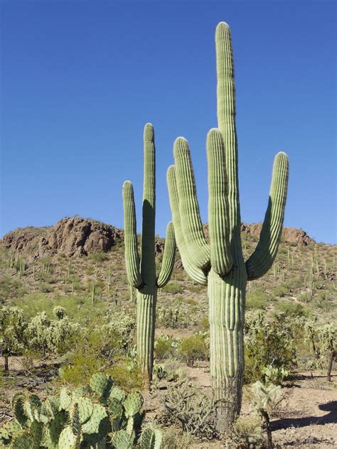 Giant Sonoran Desert Cactus Saguaro Carnegiea gigantea - 25 Seeds