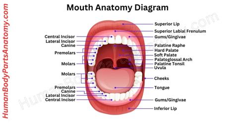 Mouth Anatomy: Complete Guide with Parts, Names & Diagram