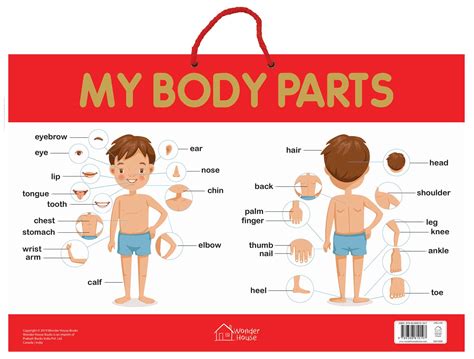 Buy My Body Parts - Early Learning Educational s For Children: Perfect For Kindergarten, Nursery ...