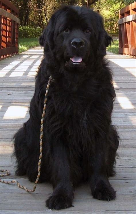 Newfoundland Dog vs Leonberger - Breed Comparison