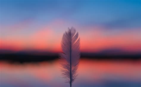 Feather Focus Blur Sunset 5k Wallpaper,HD Nature Wallpapers,4k Wallpapers,Images,Backgrounds ...