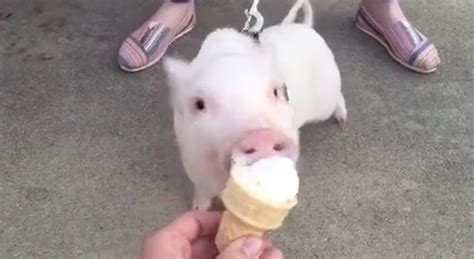 Pickle The Pig Devours Ice Cream Cone