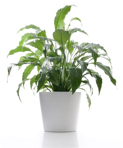 5 Plants That will Make your Office a Happier Place - Greenmoxie™