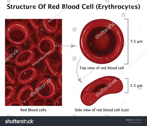 Red Blood Cell Diagram