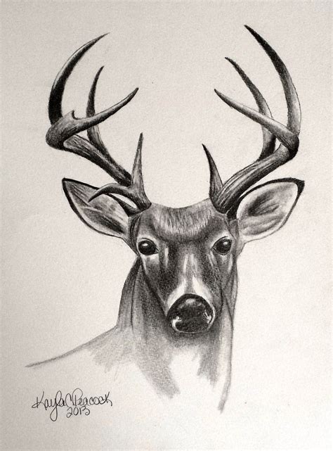 Pencil Drawing Of Deer at GetDrawings | Free download