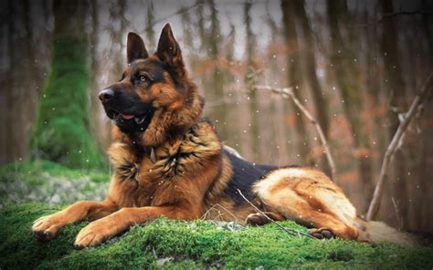 Download wallpapers German Shepherd Dog, big dog, forest, brown black dog, pets for desktop free ...