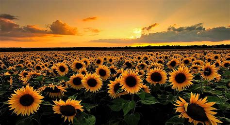 HD wallpaper: Sunflowers, sunflower field, Nature, Landscape, Summer, beauty in nature ...