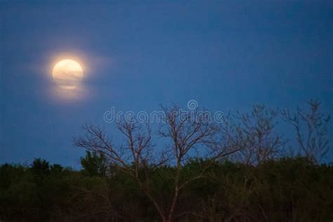 Soft Full Moon in the Evening Sky Stock Photo - Image of lunar, hovering: 181448834