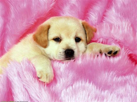 Adorable Puppy Wallpapers - Wallpaper Cave