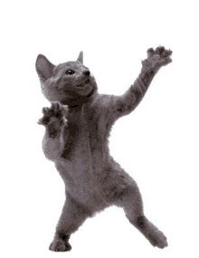 Dance Cat-gif's | Tenor