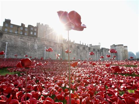 Remembrance Day: Tower of London poppy buyers warned they could crack in cold | The Independent ...