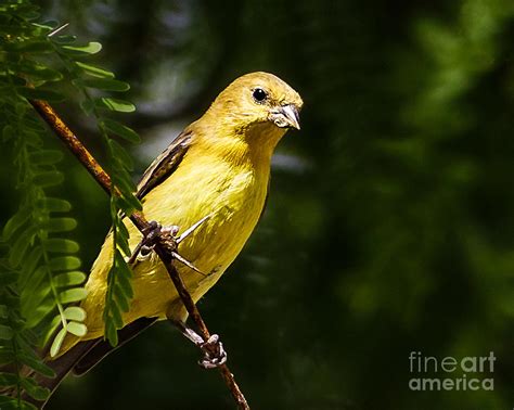 Summer Tanager - Female Photograph by Carl Jackson