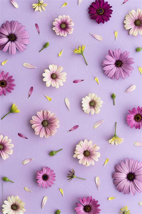 Pink and White Flowers on Purple Background