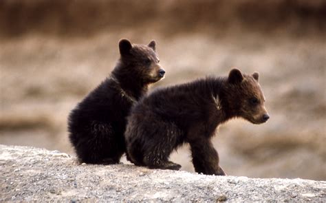 Yellowstone's Photo Collection