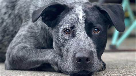 Lab Blue Heeler Mix Puppies: Everything You Should Know