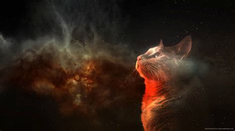 🔥 [100+] Space Cat Wallpapers | WallpaperSafari