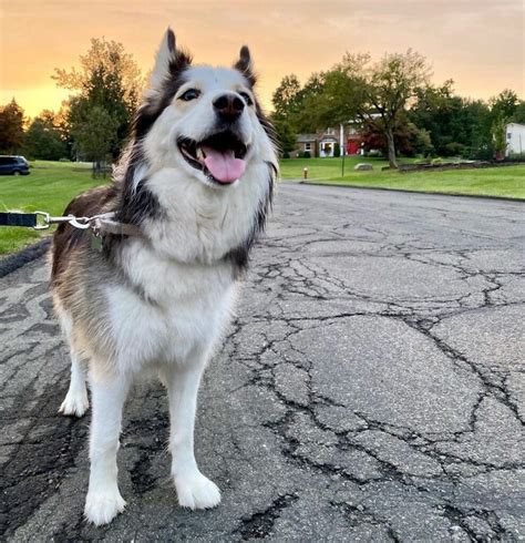 Border Collie Husky Mix (Border Husky): Owner's Guide