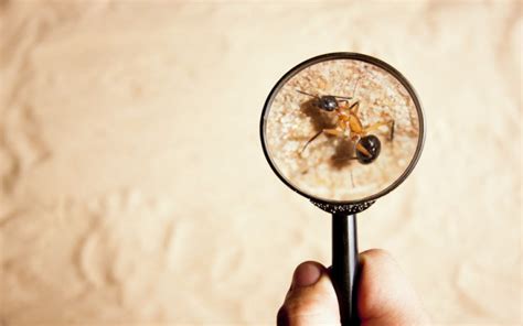 How Does a Magnifying Glass Make Things Appear Bigger? | Wonderopolis