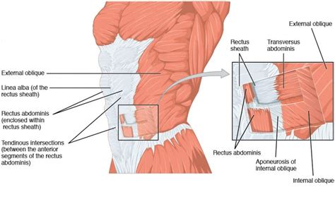 The Anterolateral Abdominal Wall - Muscles - TeachMeAnatomy