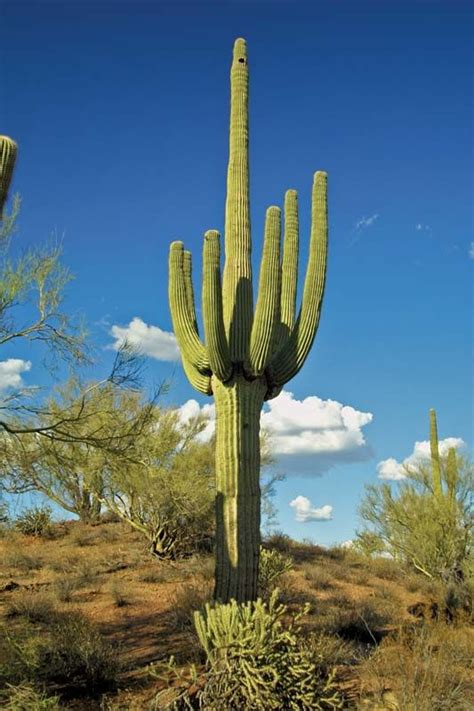 Saguaro | Description, Distribution, & Facts | Britannica