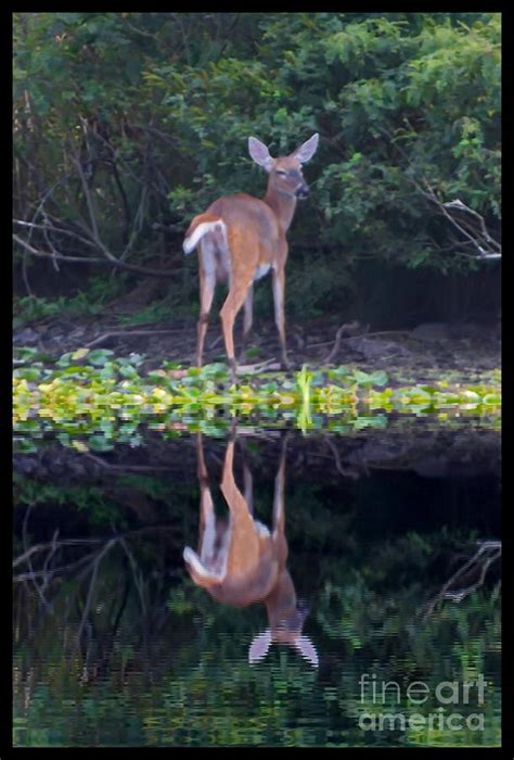 Deer Reflection Photograph by Marcel J Goetz Sr - Pixels