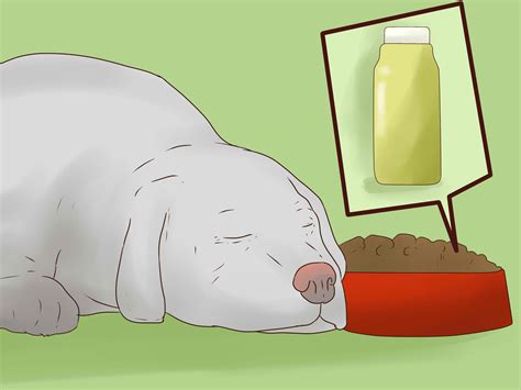 How to Get Rid of a Rash on a Dog: 15 Steps (with Pictures)