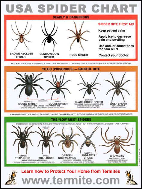 Spider Identification Chart - Venomous or Dangerous?