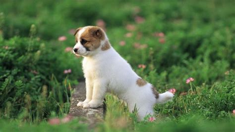 Wallpaper HD Cute Puppies - Live Wallpaper HD | Cute puppy wallpaper, Pretty dogs, Cute dogs