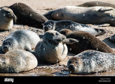 Seals at Blakeney Point, Norfolk Stock Photo - Alamy