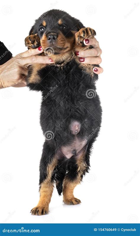 Dog With Umbilical Hernia Royalty-Free Stock Image | CartoonDealer.com #7296400