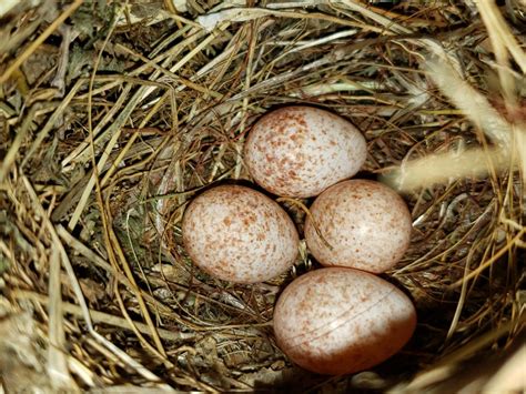 What bird laid these eggs?? North Texas : species