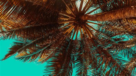 Palm Tree 4K Wallpapers - Top Free Palm Tree 4K Backgrounds - WallpaperAccess